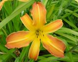 Flower of daylily named Dear Ruth