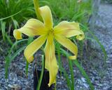 Flower of daylily named Divertissment