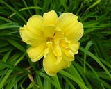 Flower of daylily named Double Bright