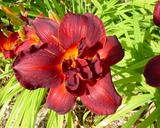 Flower of daylily named Double Ojai