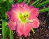Flower of daylily named Down Home