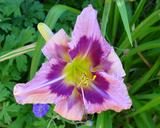 Flower of daylily named Emperor's Dragon