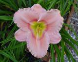 Flower of daylily named Eye Declare