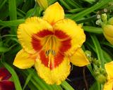 Flower of daylily named Fooled Me