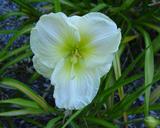 Flower of daylily named Frosted Windows