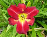 Flower of daylily named Assyrian Chariot