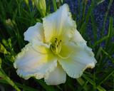 Flower of daylily named August Frost
