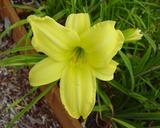 Flower of daylily named Ida Miles
