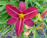 Flower of daylily named Ikidunotl