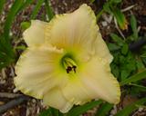 Flower of daylily named Ivory Goddess
