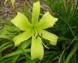 Flower of daylily named Lady Fingers