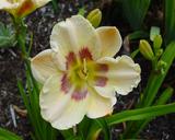 Flower of daylily named Lavender Rainbow
