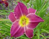 Flower of daylily named Law And Order