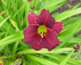 Flower of daylily named Little Squiz