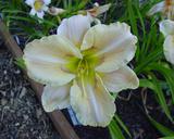 Flower of daylily named Lonesome Dove