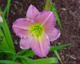 Flower of daylily named May Basket
