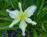 Flower of daylily named Morman Spider